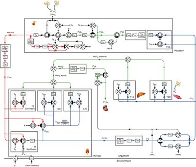 Mathematical Modeling of the Pituitary–Thyroid Feedback Loop: Role of a TSH-T3-Shunt and Sensitivity Analysis